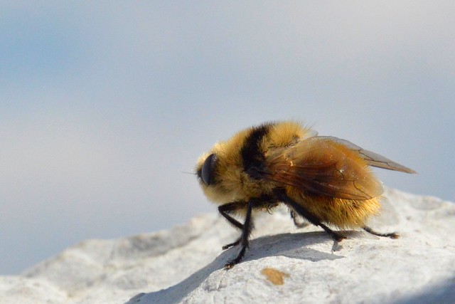Furcoated Bee