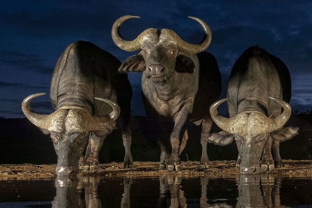 Buffalo - Zimanga - South-Africa