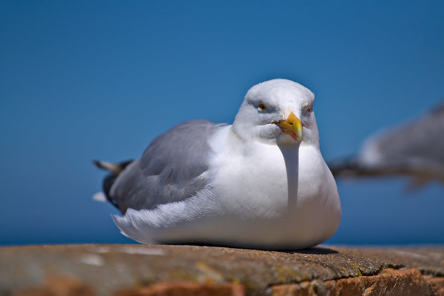 Seagull sitting on a wall