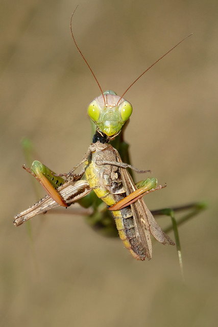 Mante religieuse (Mantis religiosa) A7RIII