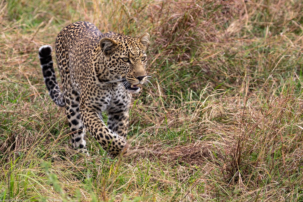Maasai Mara_13sep18_17_leopard