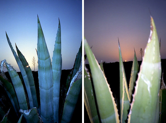 Agave diptych, Sagres, Portugal