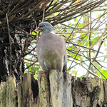 Ringeltaube (Wood Pigeon, Columba palumbus)