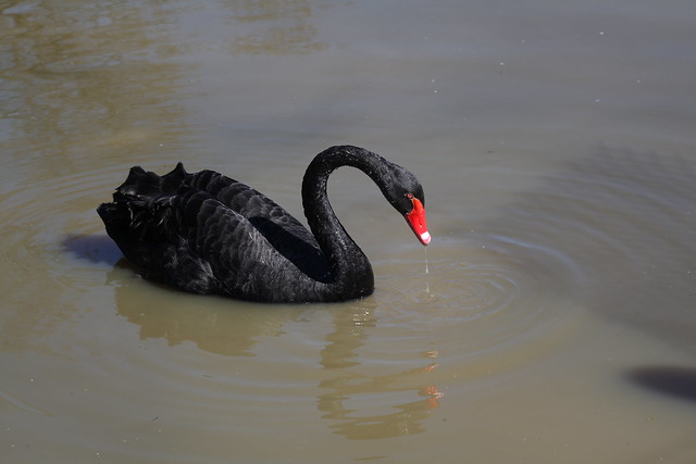 Cygnus atratus, le cygne noir, black swan, cisne negro, schwarzschwan, cigno nero, svart svan.