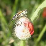 Langhaarige Dolchwanze (Meadow Plant Bug, Leptopterna dolabrata), Weibchen