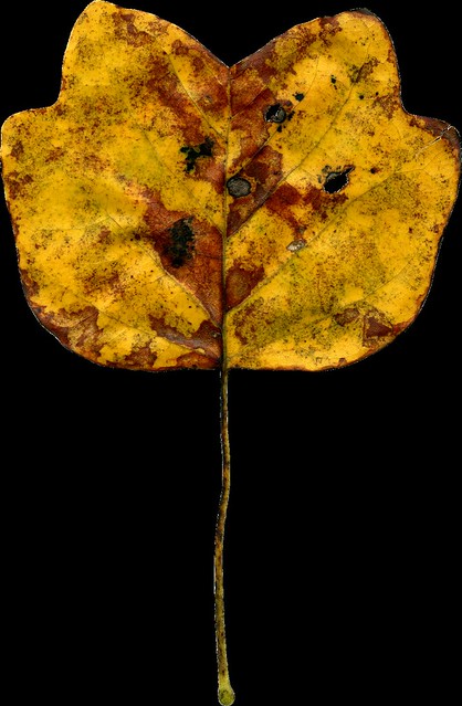 AJanner-autumn-leaf-099-cu4cu