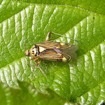 Eichen-Schmuckwanze (Striped Oak Bug, Rhabdomiris striatellus)