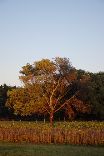 tree countryside dawn sunrise buenosaires argentina