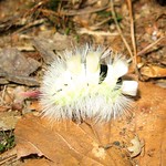 Raupe eines Buchen-Streckfußes (Calliteara pudibunda) im NSG Am Hornpottweg