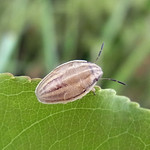 Spitzling (Bishops Mitre Bug, Aelia acuminata)