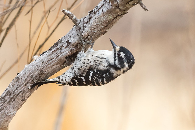 Nuttall's Woodpecker (X89_8899-1)