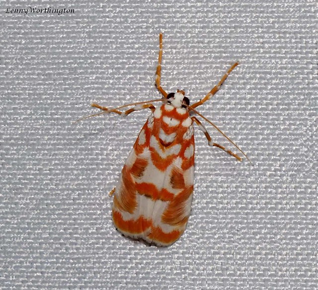 Cyana costifimbria (Walker, 1862) Erebidae Arctiinae Lithosiini