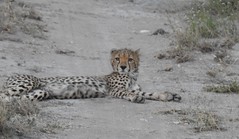 7845e  young cheetah on the road