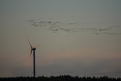 A flock and the wind mill by TimoOK, 2018-09-16_19-33-51vaasa finland suomi söderfjärden syksy autumn fall bird lintu birds linnut tuulim