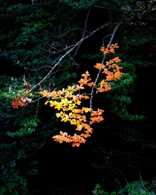 Sign of autumn