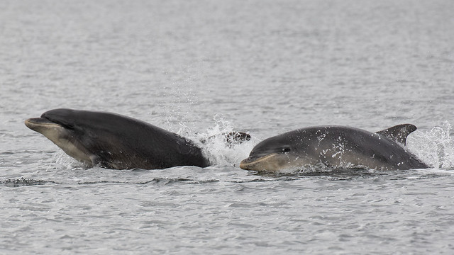 Bottlenose dolphins at Chanonry Point