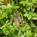 Roesels Beißschrecke (Metrioptera roeseli) in der Aggeraue