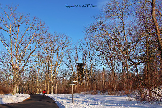 Giant Sycamore Trees Lining Central Way in Winter at Duke Farms Nature Preserve of Hillsborough NJ