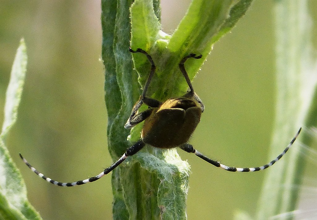 Agapanthia cynarae. Cerambycidae