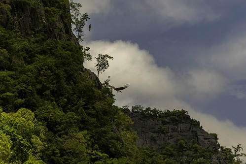20180901-0I7A6064 by siddharthx, White-bellied Sea Eagle (Juvenile)
The white-bellied sea eagle (Haliaeetus leucogaster), also known