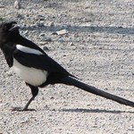 Elster (Magpie, Pica pica)