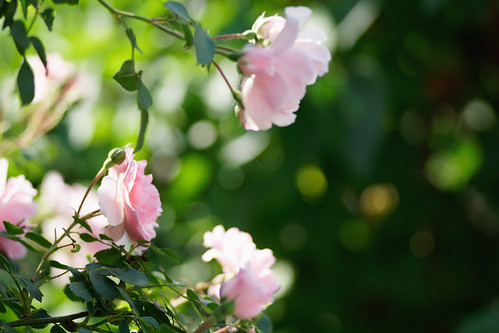 delicate and pretty | by kinaaction