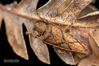 Longhorn beetle (Diadelia cf. x-brunnea) - DSC_2051