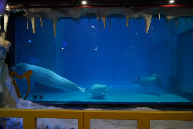 2018 CCA Investigation into Guangzhou Grandview Aquarium