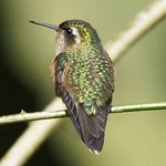 Schwarzohrkolibri (Speckled Hummingbird, Adelomyia melanogenys)
