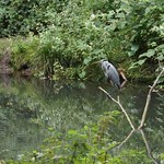 Die Gewässer im bewaldeten Teil des Schlossparks Borbeck ziehen Tiere wie den Graureiher (Ardea cinerea) an