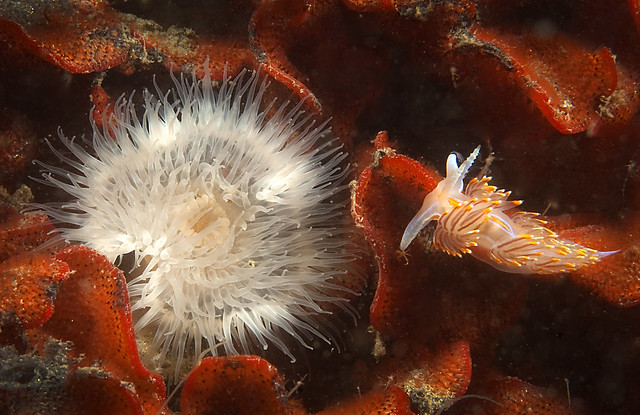 Nudibranch & Anemone