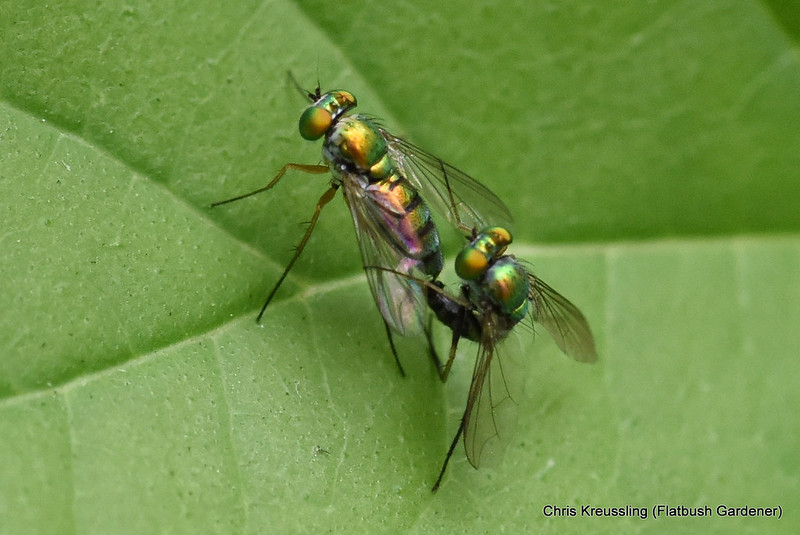 A mating pair of NOID Dolichopodidae, long-legged flies, in my backyard, September 2018