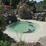 Das kleine, hintere Becken am Seelöwenfelsen des Kölner Zoos; das vordere Becken ist sehr viel größer
