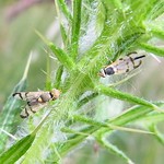 Gelbe Distel-Bohrfliege (Bull Thistle Gall Fly, Urophora stylata), Männchen (links) und Weibchen
