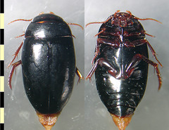 Platynectes (Agametrus) muelleri (Kirsch, 1865:43). Habitus, dorsal and ventral aspect.