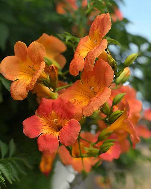 ヘッチンカズラ Flowers Walkway 散歩道の花 散歩道 花 カズラ かずら 葛根 Flickr