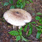 Parasol (Macrolepiota procera) im NSG Thielenbruch und Thurner Wald