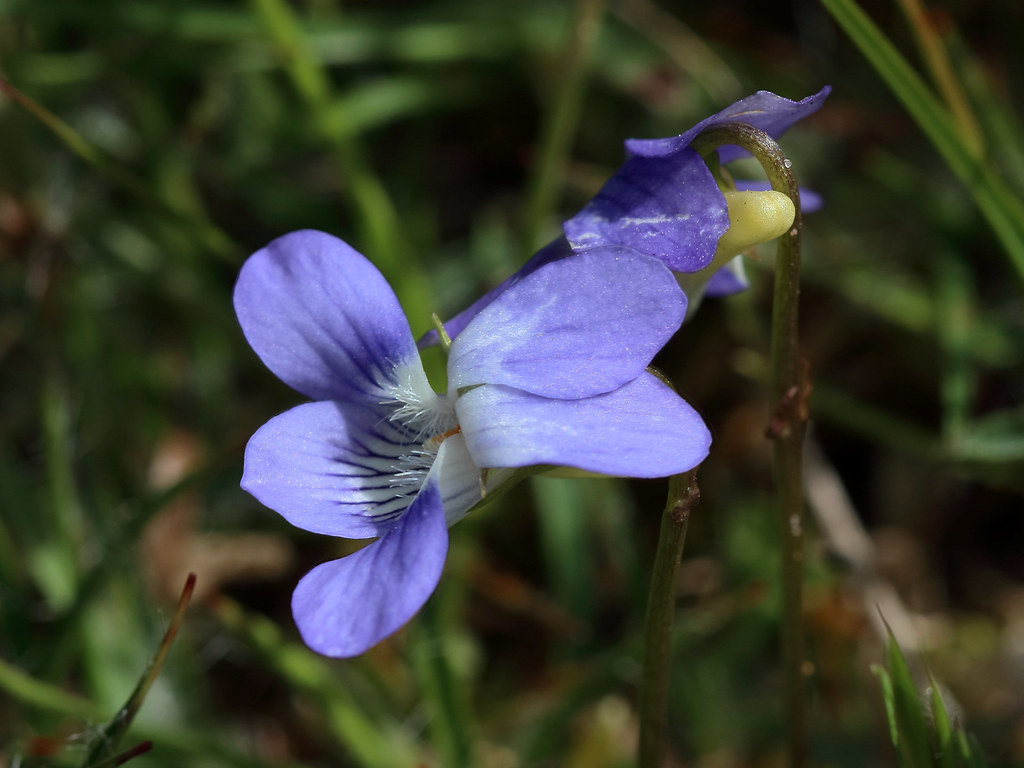Viola canina (Heath Violet)