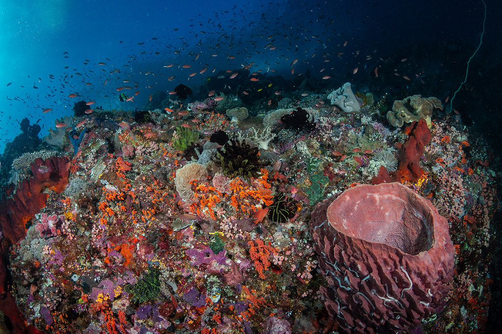 Reefscape on Gili Banta's High Voltage