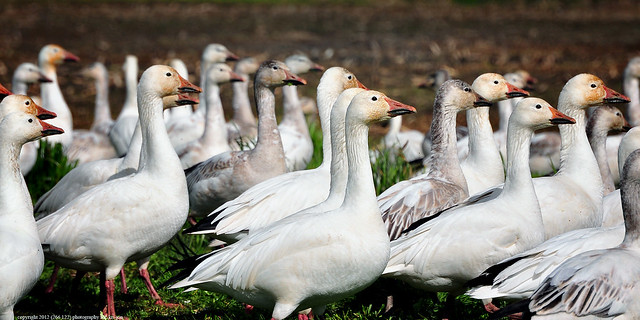 2012-03-21 Snow Geese (32) (2048x1024)