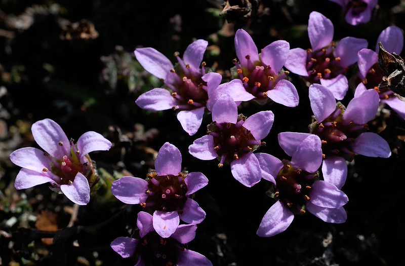 20180526-056F | Gegenblättriger Steinbrech (Saxifraga oppositifolia) am Torkilstöten, Helagsfjäll. Jämtland / Schweden, 26.05.2018