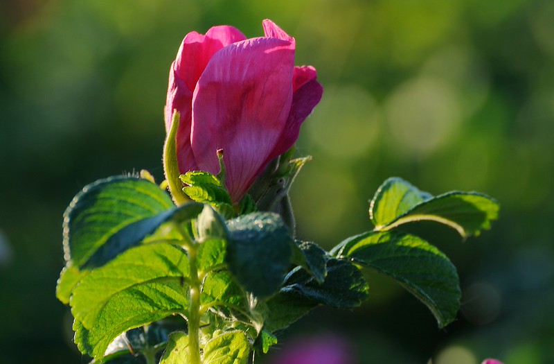 20180528-027F | Kartoffel-Rose (Rosa rugosa) an der Schärenküste bei Nynäshamn. Södermanland/Schweden, 28.05.2018