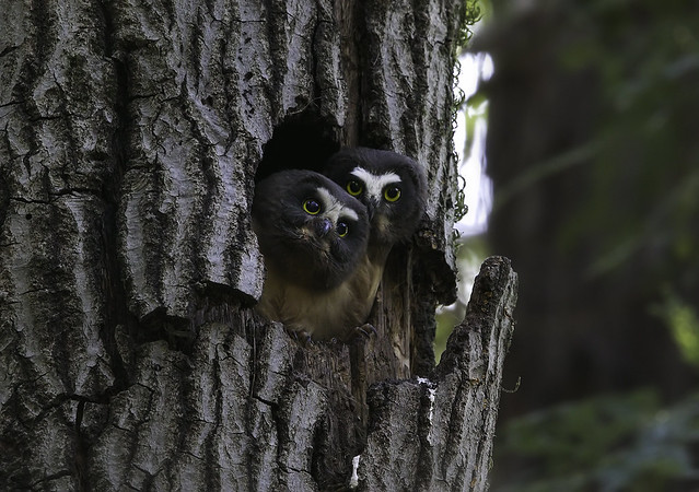 Young Saw Whet Owls