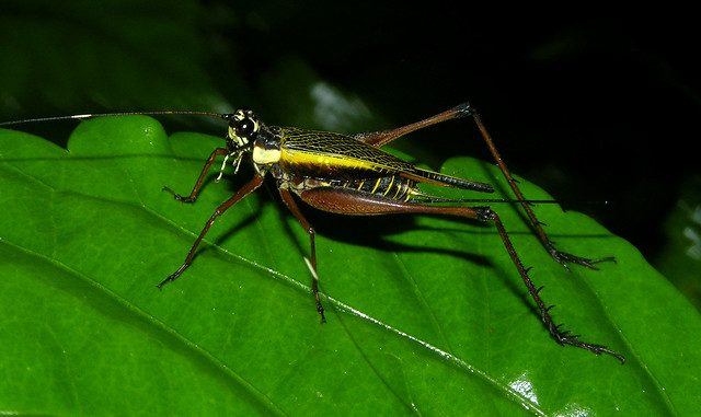 Common bush cricket (Nisitrus sp), female, Borneo
