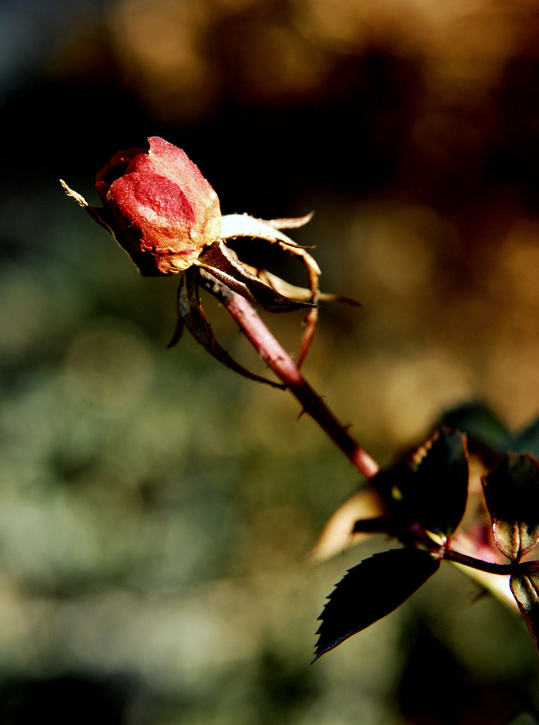 The Rose not Given by Monday Morning Photography