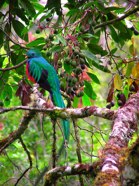 Male Resplendant Quetzal