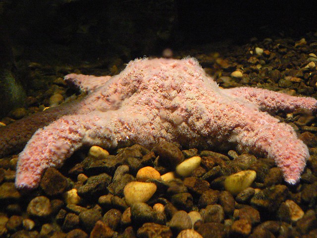 ~Pink Starfish~
