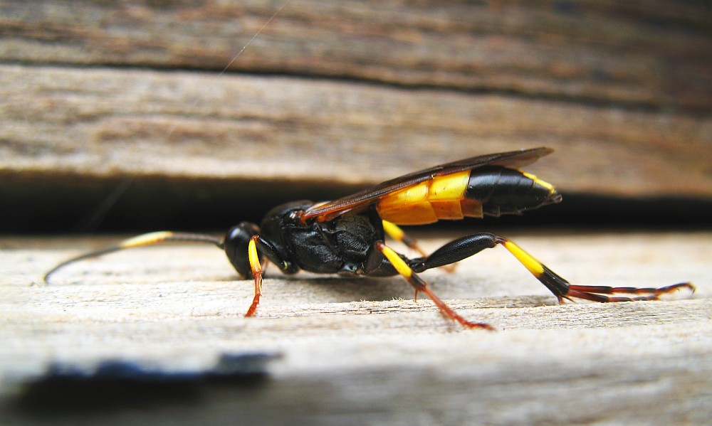 Yellow and black waspy thing | Some kind of ichneumon wasp? … | Flickr