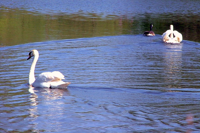 Swans - Clisson Park - London, England - Sunday April 15th 2007