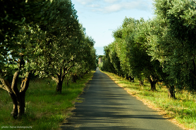 Path lined with olive trees